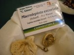 macrolepiota excoriata